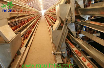 硫酸亚铁在鸡饲料中的用量和注意点