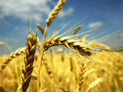 硫酸锌对小麦的作用